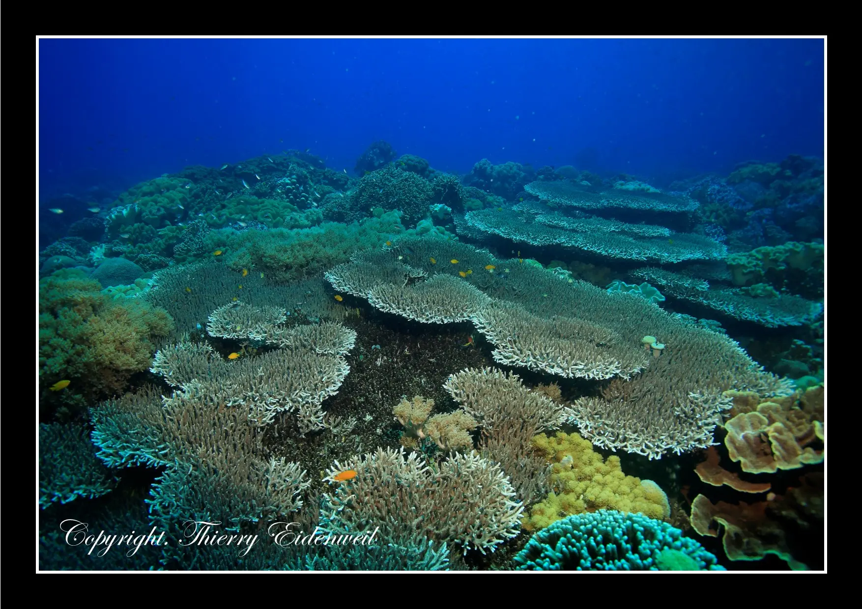 Anilao Macro Dive Media Highlight